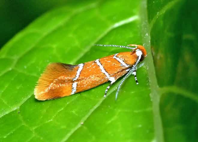 �����}�ӁE�V���X�W�x�j�}���n�L�o�K